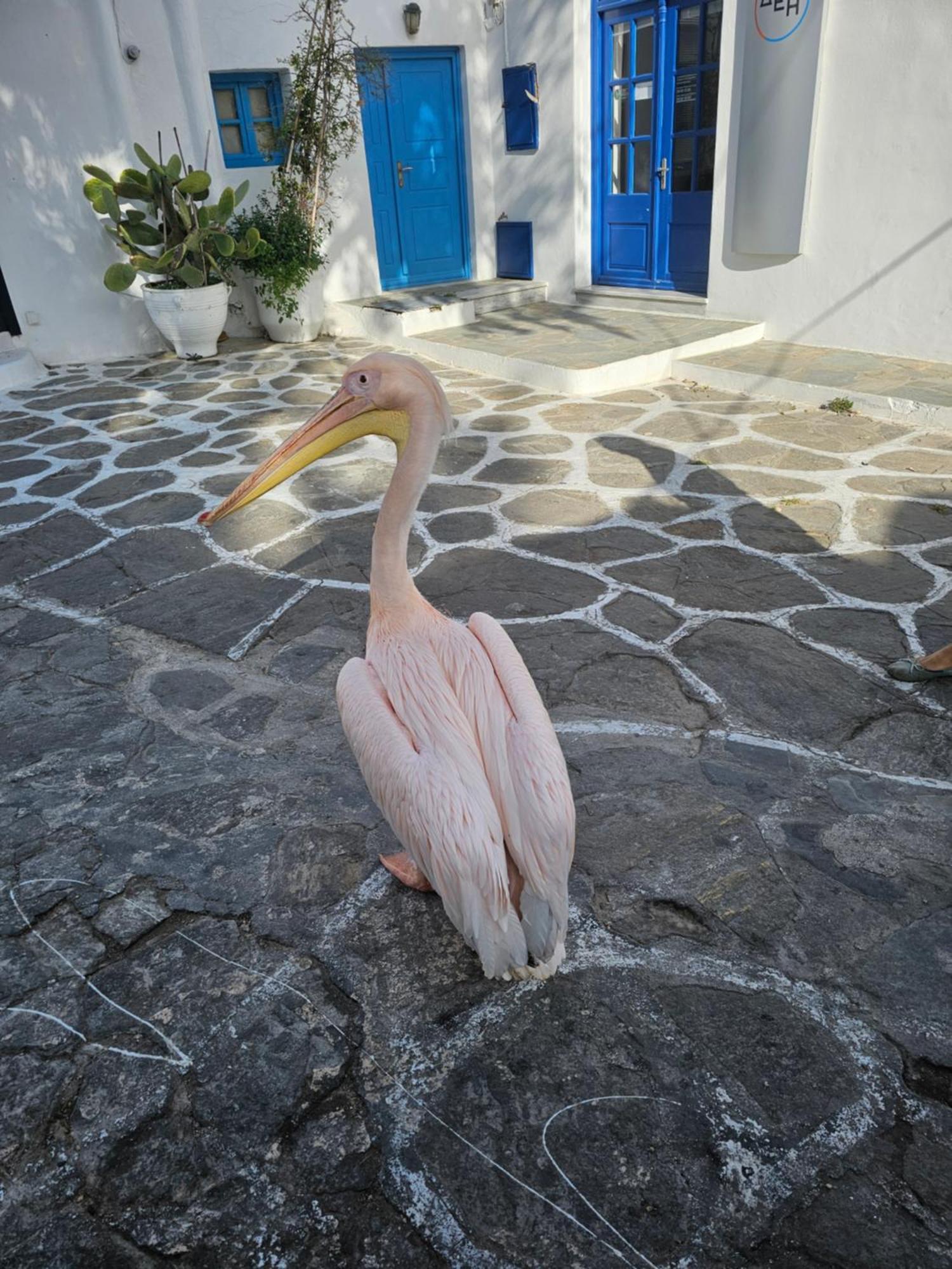 Appartamento Lalaland Mykonos Town Esterno foto